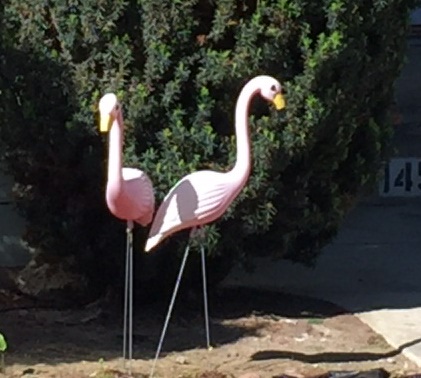 pinkflamingo